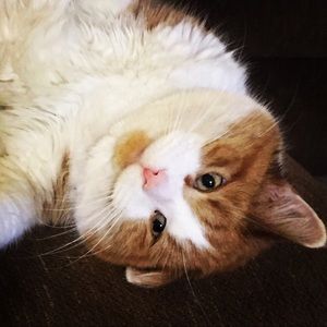 Meet your Posher, Kelley